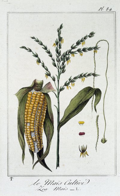 El maíz cultivado (Les Mais) - en “Ejercicios de botánica para el uso de los comerciantes”, redactado por J.C. Philibert, Imprimerie de Crapelet, París de Unknown artist