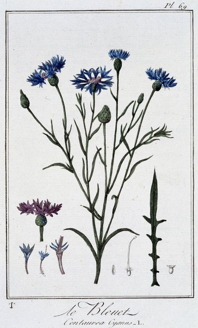 El aciano (Centaurea Cyanus) - en “Ejercicios de botánica para el uso de los comerciantes”, escrito por J.C. Philibert, Imprimerie de Crapelet, París de Unknown artist