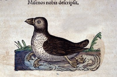 El harle marino en Historia Animalium de Conrad Gesner (1516 - 1565), Tiguri de Unknown artist