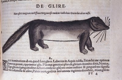 El lirón en Historia Animalium por Conrad Gesner (1516 - 1565), Tiguri de Unknown artist