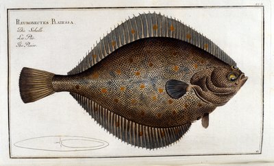 El rodaballo o Pleuronectes Platessa según Marc Elieser Bloch. Ictiología París - Berlín - Londres 1787 de Unknown artist