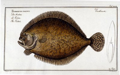 El rodaballo o Pleuronectes maximus según Marc Elieser Bloch Ictiología París - Berlín - Londres 1787 de Unknown artist