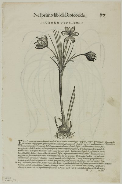 Hoja de Discorsi de Petrus Andreas Matthiolus, lámina 99 de Xilografías de libros del siglo XVI de Unknown artist