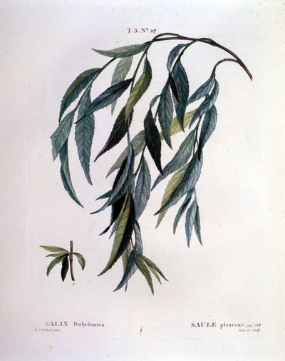 Hoja de sauce llorón (Salix babylonica) de Unknown artist