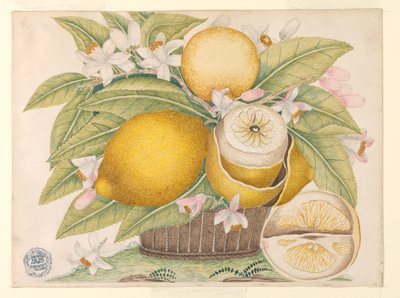 Limones y flores de limón en una canasta de Unknown artist