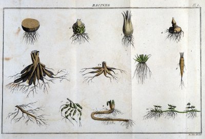 Las raíces: en “Flora Françoise, o una breve descripción de todas las plantas que crecen naturalmente en Francia, dispuestas según un nuevo método de análisis al que adjuntamos la cita de sus virtudes menos equívocas en medicina y su utilidad en las artes” de Unknown artist