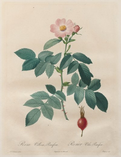 Las rosas: Rosa villosa, pomifera de Unknown artist