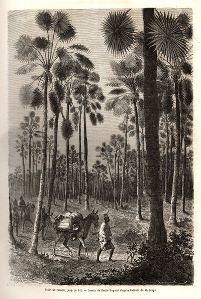 La caravana del Teniente Mage progresa hacia el Níger y cruza un bosque de palmeras gigantes en la provincia de Damfa, Mali. Grabado para ilustrar el viaje al Sudán Occidental del Teniente (Marina) M.Mage, en 1863-1866, publicado en 