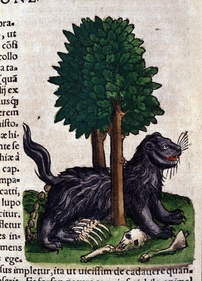 León en Historia Animalium de Conrad Gesner, Tiguri de Unknown artist