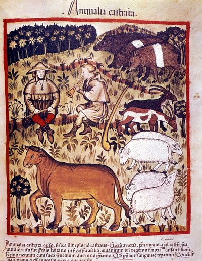 Ganado, ovejas, cabras y cerdos. Iluminación del libro de medicina y dietética “Tacuinum sanitatis” de Unknown artist