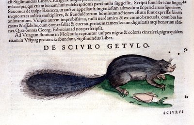 La ardilla - en Historia Animalium de Conrad Gesner (1516 - 1565), Tiguri de Unknown artist