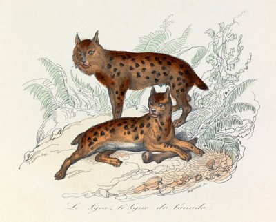Lince y lince canadiense, dos mamíferos cuadrúpedos, clasificados por Linneene y Cuvier (grabado) de Unknown artist