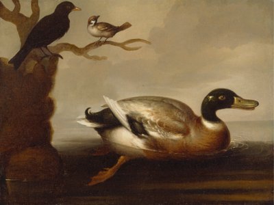 El ánade azulón y otras aves de Unknown artist