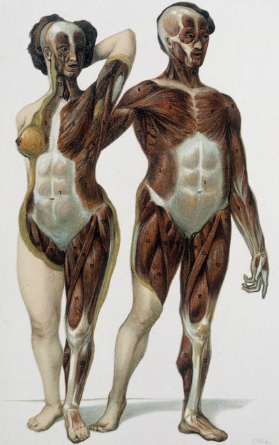 Hombre y mujer desollados: músculos - libro de medicina, finales del siglo XIX de Unknown artist