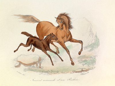 Yegua Normanda y potro clasificados y nombrados según la nomenclatura de Linneene y Cuvier (grabado) de Unknown artist