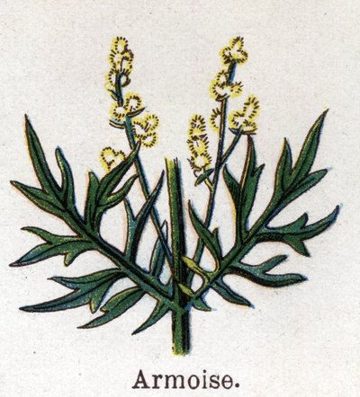 Plantas botánicas medicinales y alimenticias: ajenjo. Grabado en "La medicación natural" de Friedrich Eduard Bilz (1842-1922) de Unknown artist