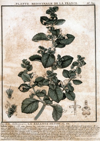 Planta medicinal de Francia: la belota fétida de Unknown artist
