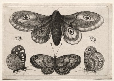 Moscas y gusanos de escarabajo de varias formas y formas: una polilla, tres mariposas y dos escarabajos de Unknown artist