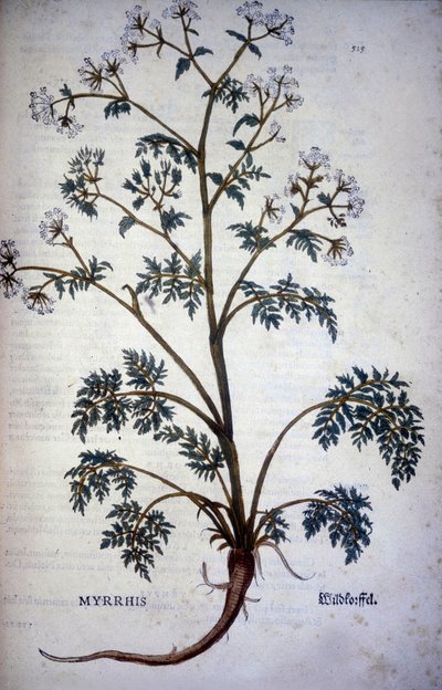 Myrrrhis Odorata Fuchs: perifollo almizclado - En “Historia Natural del Cacao y el Azúcar” de Unknown artist