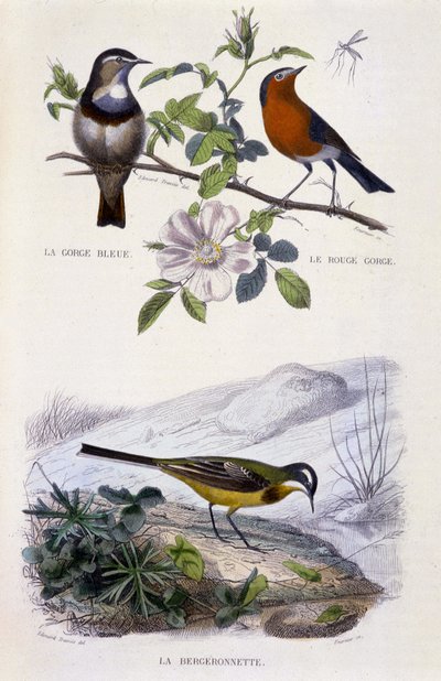 Placa de Historia Natural: Aves: La gorge-bleu (Gorge Bleue), le rouge-gorge (Rouge Gorge) et la bergeronnette - en “Obras de Buffon, T.5, ed. Fume Jouvet & Cie de Unknown artist