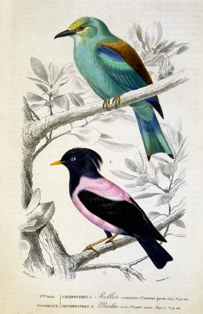 Placa de Historia Natural: Aves: Rollier commun et martin rose - en “Obras de Buffon, T.5, ed. Fume Jouvet & Cie de Unknown artist