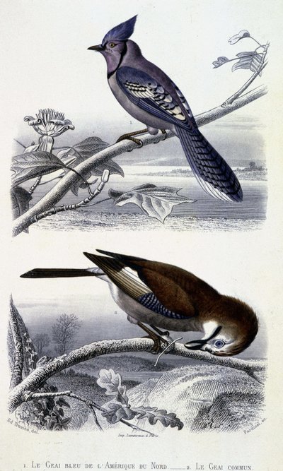 Placa de Historia Natural: Aves: El Arrendajo Azul de América del Norte y el Arrendajo Común - en “Obras de Buffon, T.5, ed. Fume Jouvet & Cie de Unknown artist
