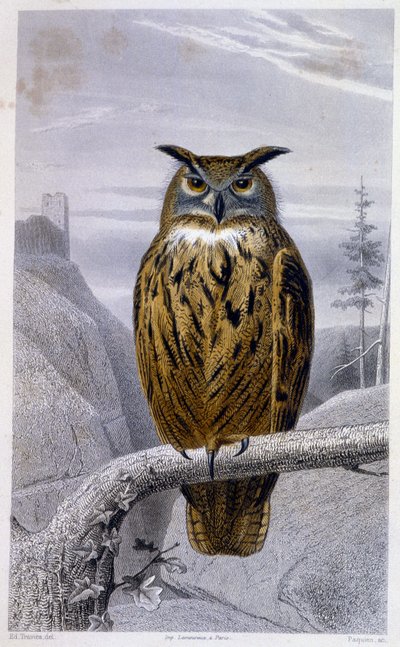 Placa de Historia Natural: Búho: El Gran Duque - en “Obras de Buffon”, T.5, ed. Fume Jouvet & Cie de Unknown artist