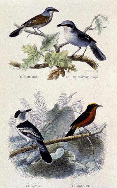 Lámina de historia natural: Aves: El ecorcheur, la urraca gris, el vanga y el gonolek - en “Obras de Buffon”, T.5, ed. Smoking Jouvet & Cie de Unknown artist