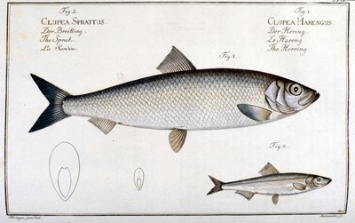 Tabla de historia natural: arenque (1) y sardina (2) por Marc Elieser Bloch Ichtyologie París - Berlín - Londres 1787. de Unknown artist