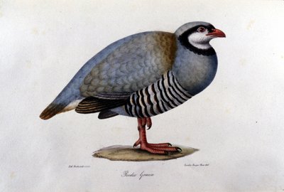 Lámina de historia natural representando una perdiz griega. Grabado del siglo XIX. de Unknown artist