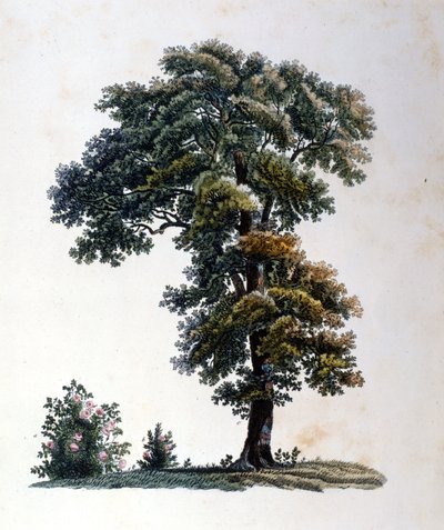 Roble de Unknown artist