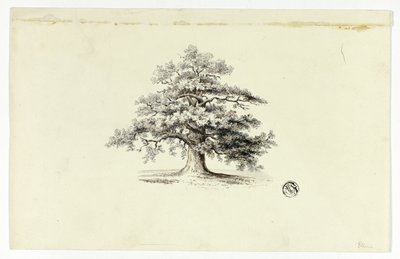 Roble de Unknown artist