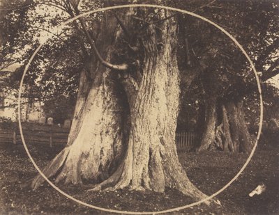 Oak Trees in a Graveyard de Unknown artist