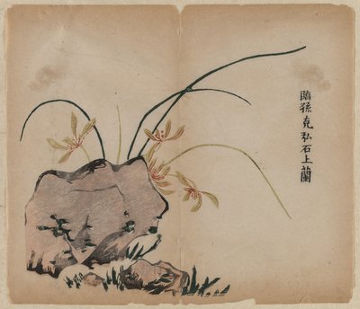 Orquídea en rocas de Unknown artist