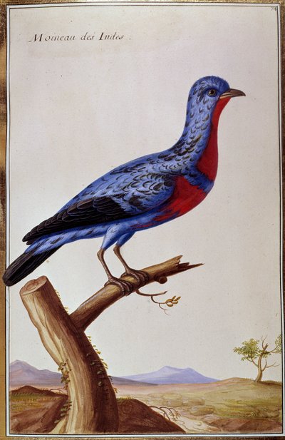 Ornitología: un gorrión de las Indias. Lámina del siglo XVIII. París, B.N. de Unknown artist