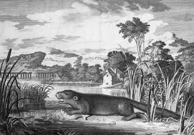 Nutria - grabado de Unknown artist