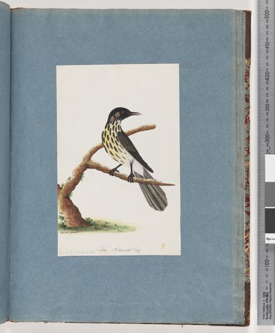 Página 100. Melífaga de Nueva Holanda. Certhia Novae Hollandiae de Unknown artist