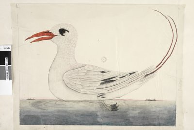 Página 100. Phaeton Red, Ave tropical de cola roja Phaethon rubricauda, 1791-92 de Unknown artist