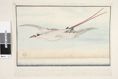 El Pájaro Trópico de Unknown artist