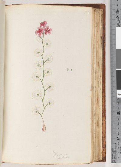 Página 103. Drosera peltata de Unknown artist
