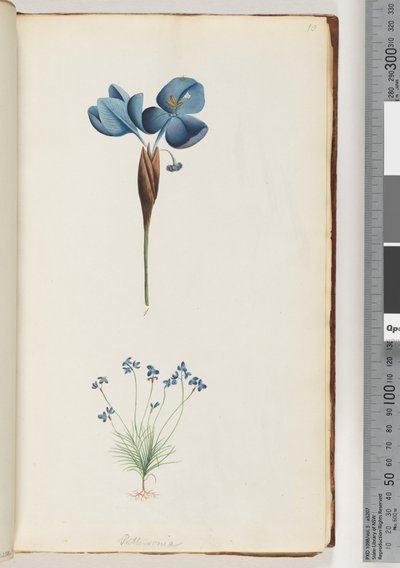 Página 10. Pattersonia de Unknown artist