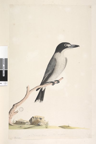 Página 10. Vanga. tamaño natural. Pájaro carnicero gris Cracticus torquatis macho, 1791-92 de Unknown artist