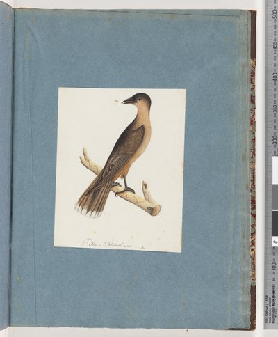 Página 110. Pájaro no identificado de Unknown artist