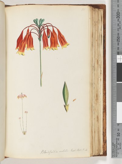 Página 111. Blandfordia nobilis Exot. Bot. t. 4. Campana de Navidad de Unknown artist