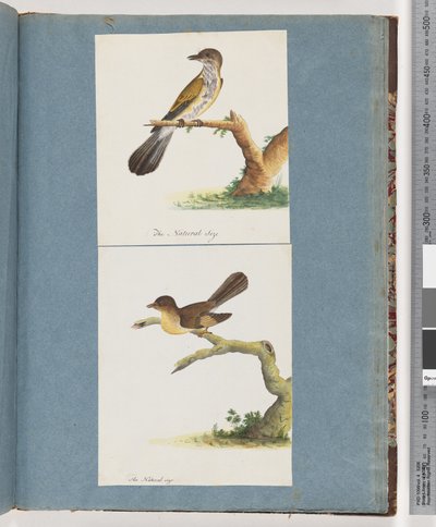 Página 111. Pájaro no identificado. 112. Pájaro no identificado. de Unknown artist