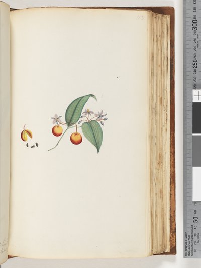 Página 113. Una enredadera o madreselva que se entrelaza con los árboles de Unknown artist