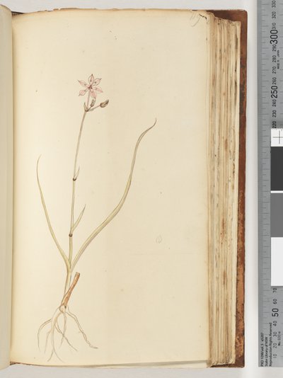 Página 119. Sin inscripción, dibujo inacabado, planta no identificada de Unknown artist