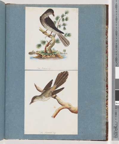 Página 119. Pájaro no identificado. 120. Pájaro no identificado de Unknown artist