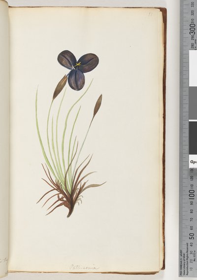 Página 11. Pattersonia de Unknown artist