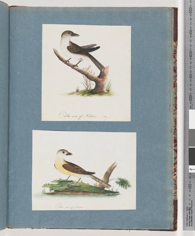 Página 121. Pájaro no identificado. 122. Pájaro no identificado de Unknown artist